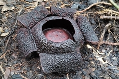 Rafflesia rochussenii