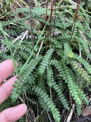Blechnum penna-marina