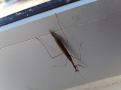 Bistanta mexicana
