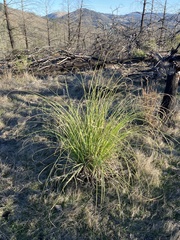 Cortaderia