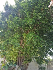 Ficus microcarpa