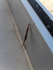 Bistanta mexicana