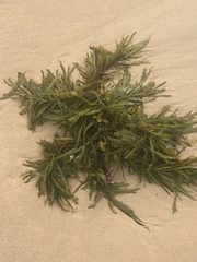 Phyllospora comosa