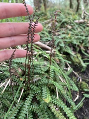 Blechnum penna-marina
