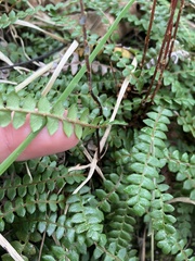 Blechnum penna-marina