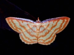 Synegia