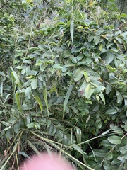 Canavalia cathartica