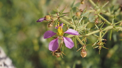 Fagonia pachyacantha