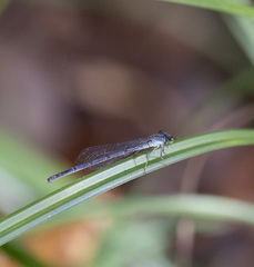 Ischnura prognata