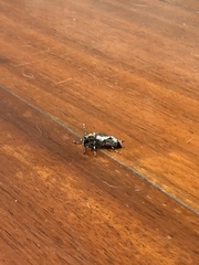 Aegomorphus jaspideus