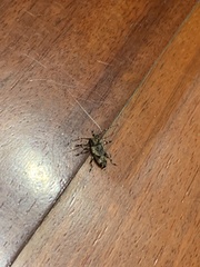 Aegomorphus jaspideus