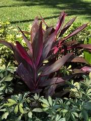 Alternanthera brasiliana