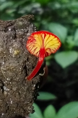 Hygrocybe miniata