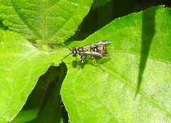 Ropalidia flavopicta