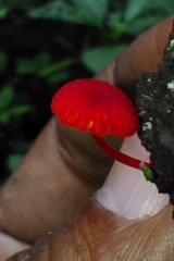 Hygrocybe miniata