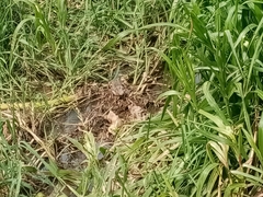 Crocodylia