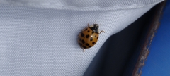 Harmonia axyridis