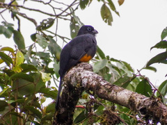 Trogon chionurus