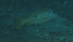 Lutjanus ehrenbergii