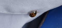 Harmonia axyridis