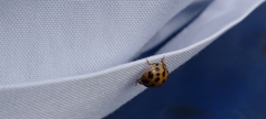 Harmonia axyridis