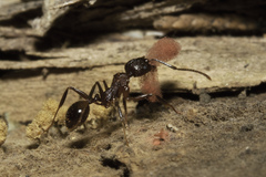 Aphaenogaster fulva