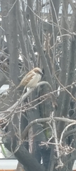 Passer domesticus