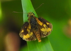 Hesperiidae