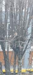 Passer domesticus