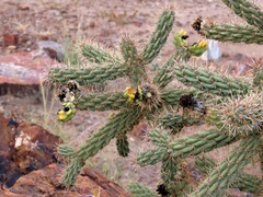 Cylindropuntia whipplei