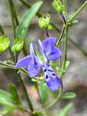 Trichostema setaceum