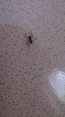 Spartaeus spinimanus