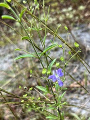 Trichostema setaceum