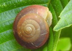 Quantula