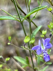 Trichostema setaceum
