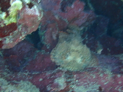 Scorpaena plumieri