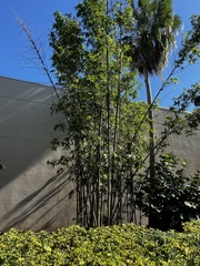 Melicoccus bijugatus