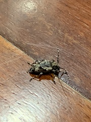 Aegomorphus jaspideus