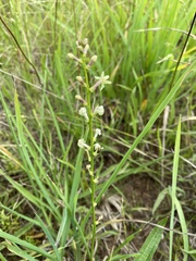 Stackhousia subterranea