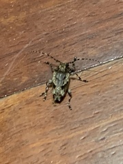 Aegomorphus jaspideus