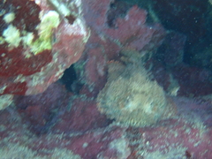 Scorpaena plumieri