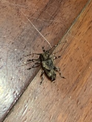 Aegomorphus jaspideus