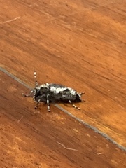 Aegomorphus jaspideus