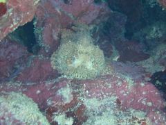 Scorpaena plumieri
