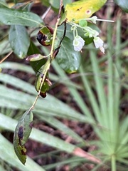 Vaccinium stamineum