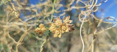 Funastrum hirtellum