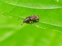 Eucorynus crassicornis