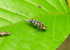 Glipa malaccana