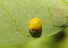 Coccinellidae