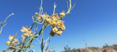 Funastrum hirtellum